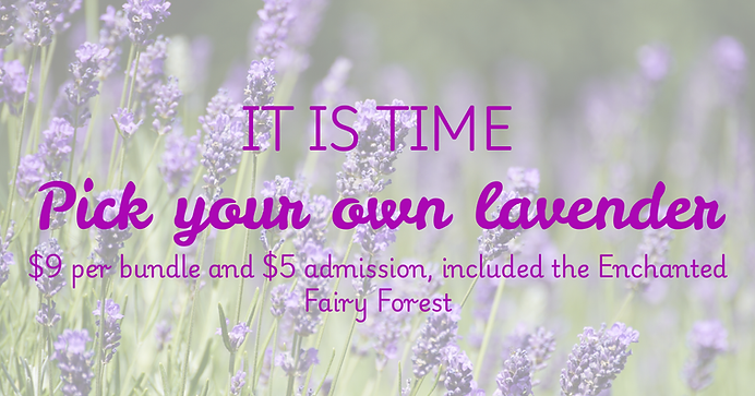 IT IS TIME Pick your own lavender.png