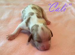 Cali