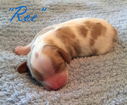 Roe