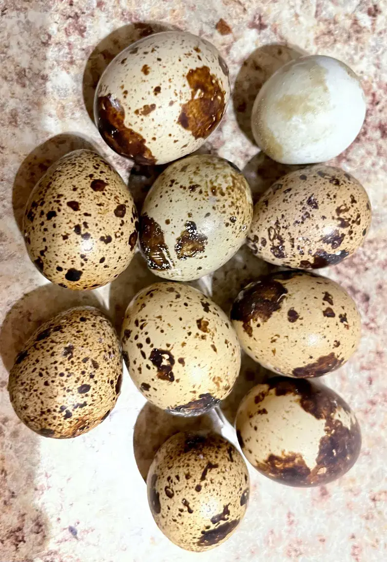 Farm Fresh Coturnix Quail Eggs – Local Quail Eggs for Sale