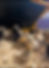 Thumbnail: Silkie Hatching Eggs for Sale – Farm Raised Silkie Chicken Eggs