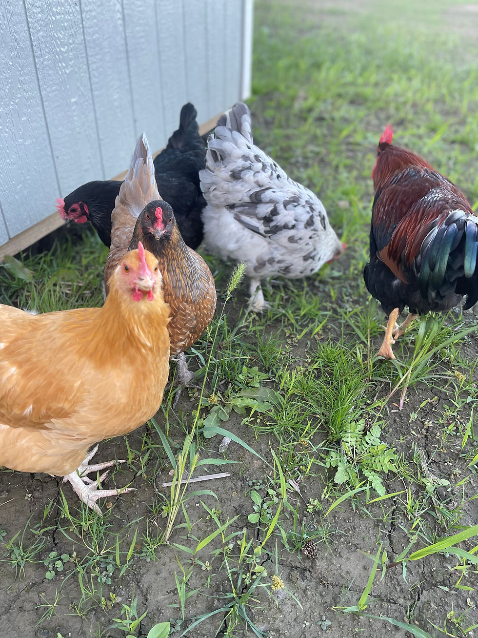 Thumbnail: Farm Fresh Barnyard Chicken Eggs – Local Eggs from Serendipity Gardens Farm