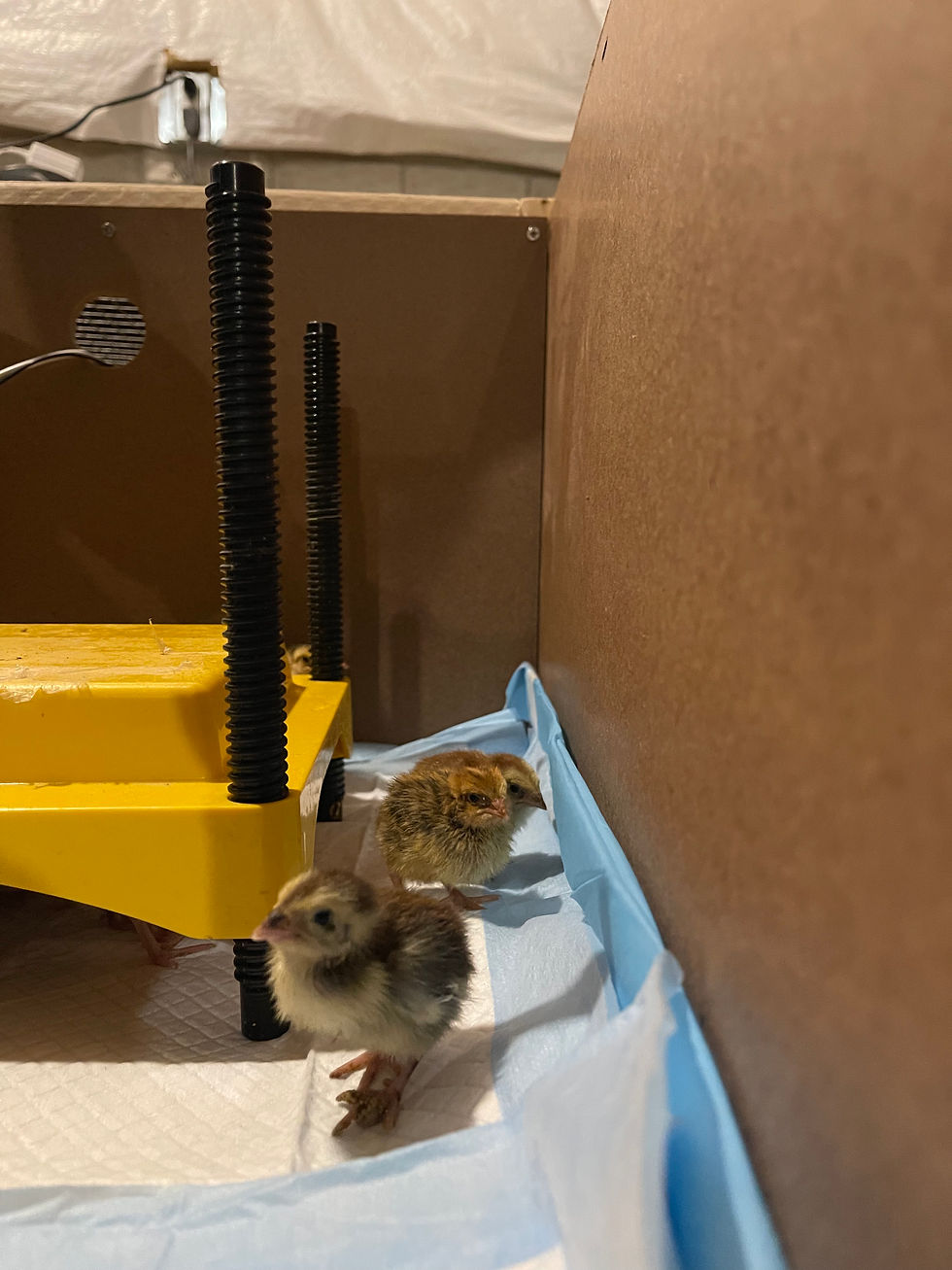 Thumbnail: Quail Chicks 