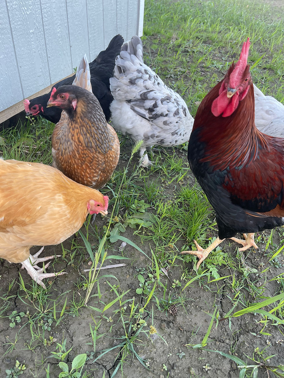 Thumbnail: Barnyard Mix Chicken Hatching Eggs – Fertile Farm Raised Eggs