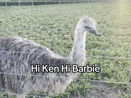 Hi Ken Hi Barbie