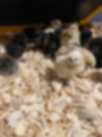 Thumbnail: Silkie Hatching Eggs for Sale – Farm Raised Silkie Chicken Eggs