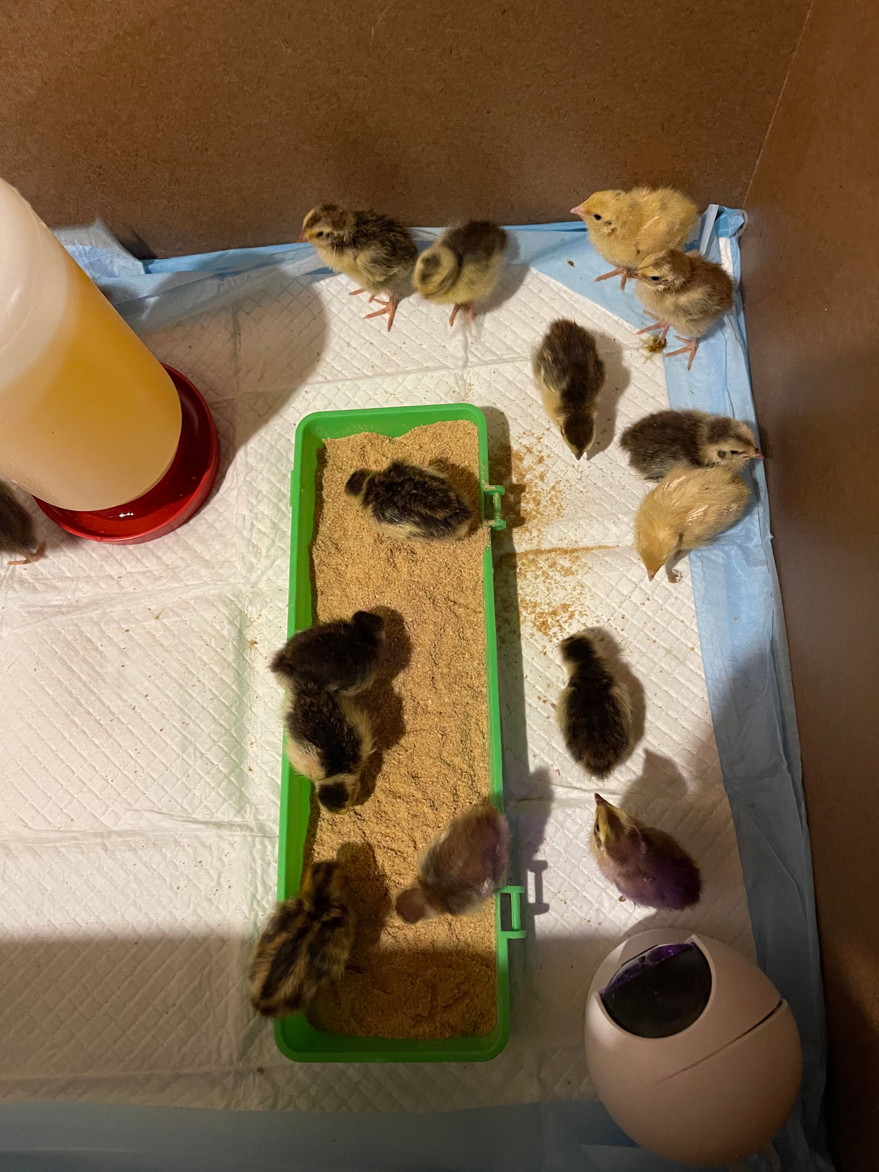 Quail Chicks