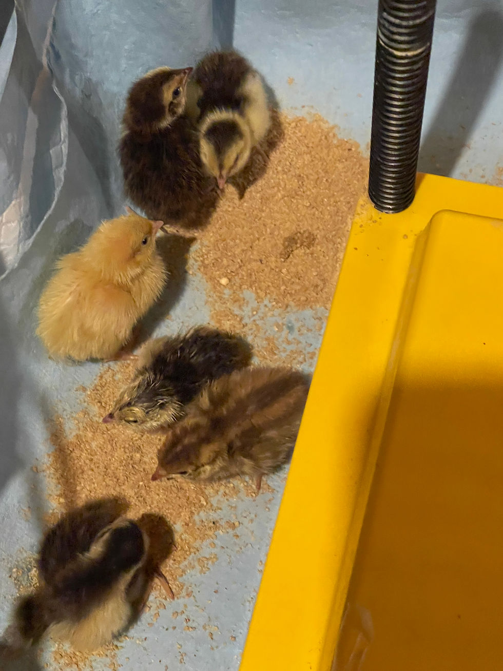 Thumbnail: 🥚 Celadon Quail Hatching Eggs for Sale – Blue Egg Genetics