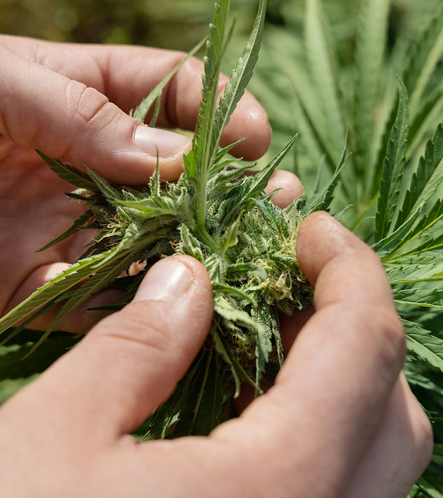 Farmer-controlling-quality-of-marijuana-1271516.jpg