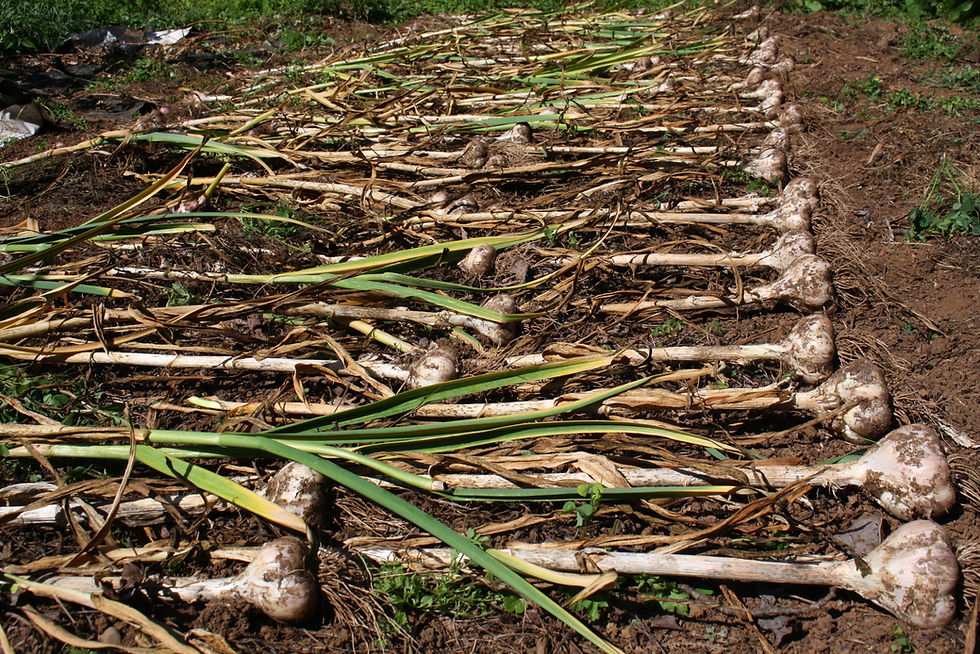 Harvesting Garlic