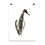 Thumbnail: Poster - Northern Shoveler (female) (IA74V4)