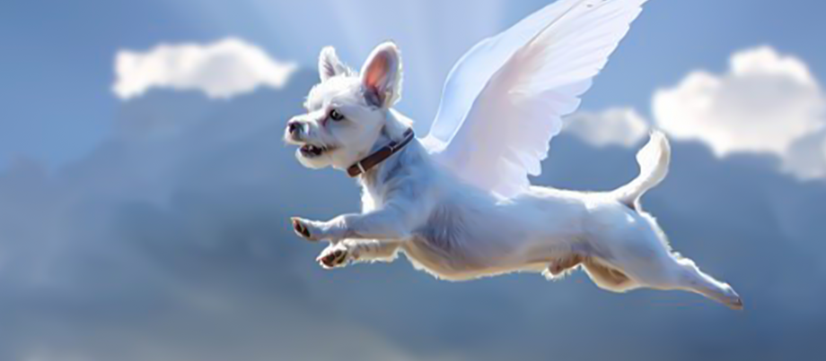 Do All Dogs Go to Heaven?
