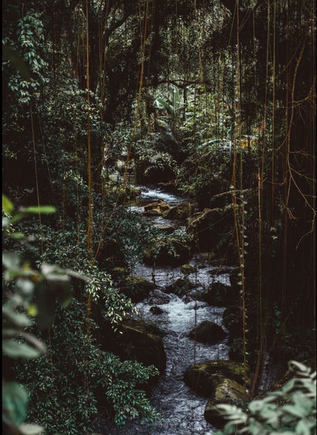 Finding My Joy In The Jungle