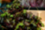 Dyersburg Microgreens