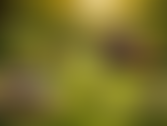 Why Professional Equipment Makes All the Difference in Outdoor Maintenance