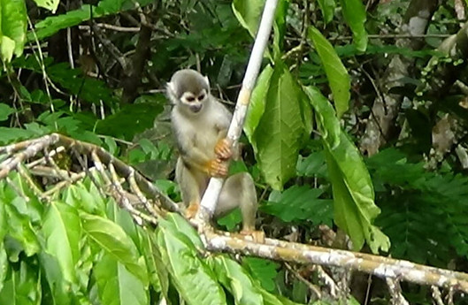 Squirrel-monkey-2-1024x668-1-768x501.jpg