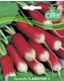 RAVANELLO FLAMBOYANT 5