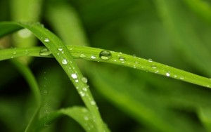 _pure_gaia_wp06_by_g2k2007