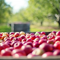 apples-g2ff5102fb_1920.jpg