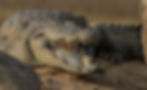 Mugger Crocodile