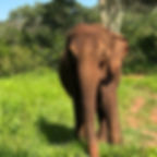 Lady, an ex-circus Elephant