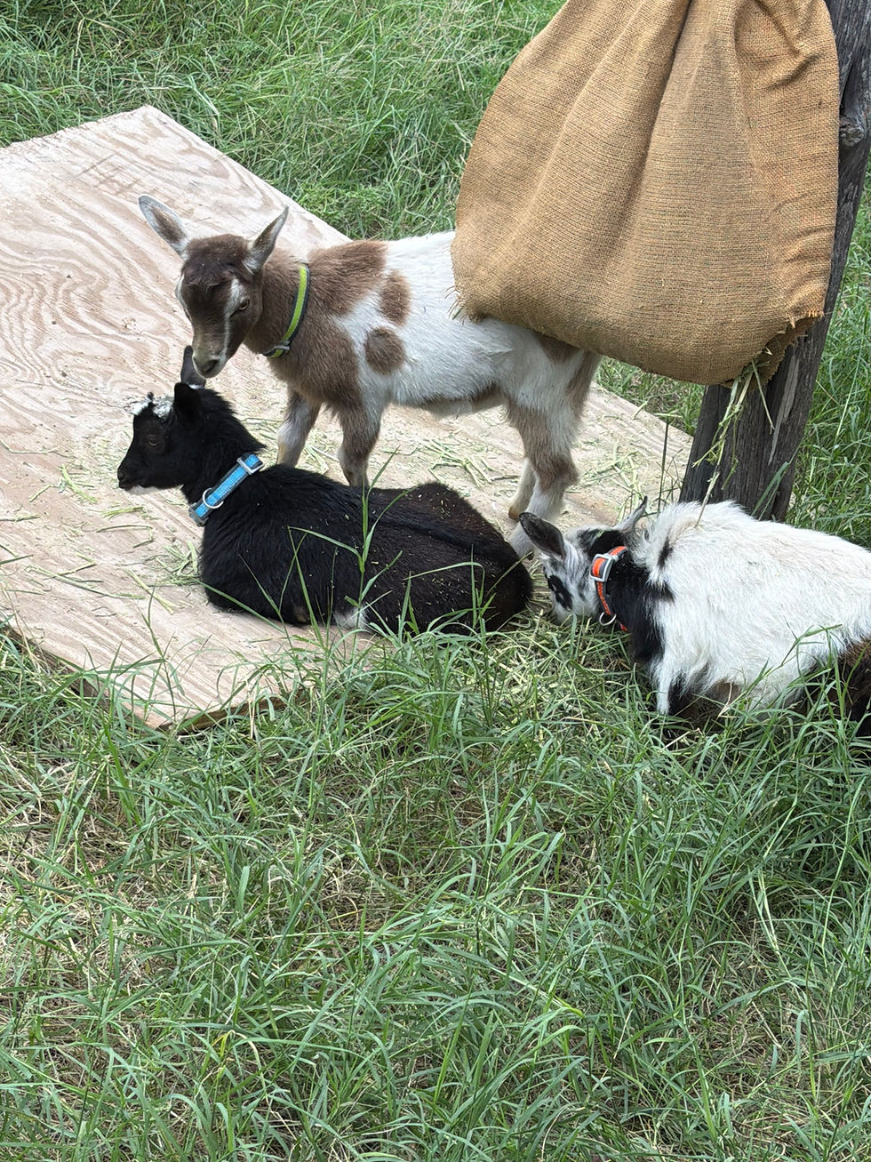 Meet Our Newest Park Crew: Mow, Trim & Weed! 🐐