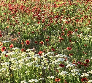 wildflowers.jpg