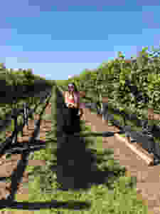 Pindar winery, nyc wine tour, by alana robin
