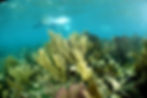 man snorkeling in blue Caribbean Sea over some beautiful coral formations in Belize