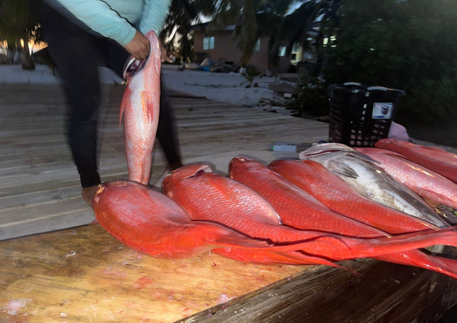 Picture of red snappers Placencia