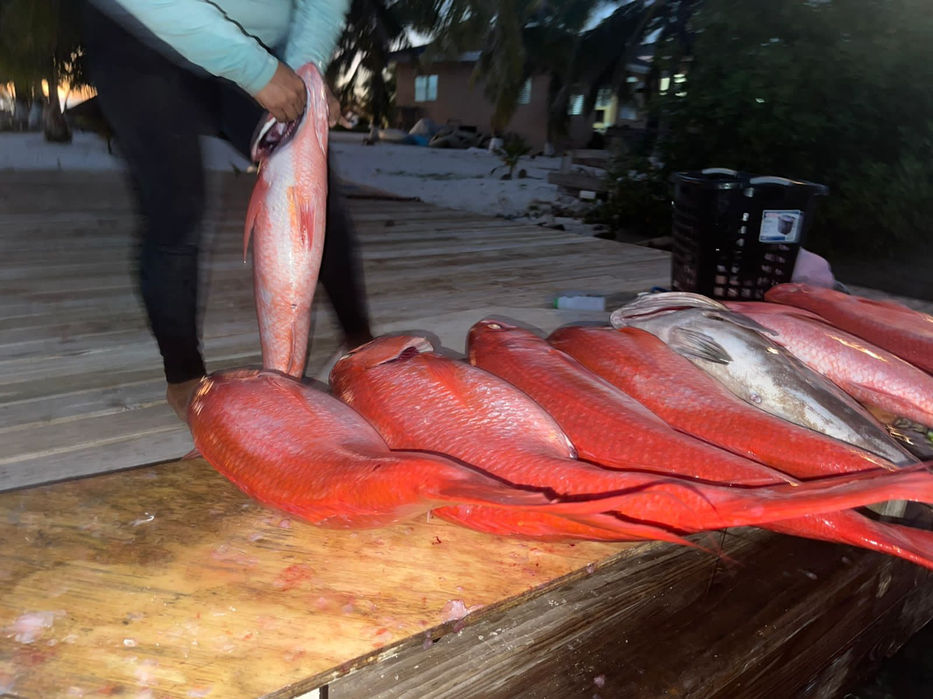 Picture of red snappers Placencia