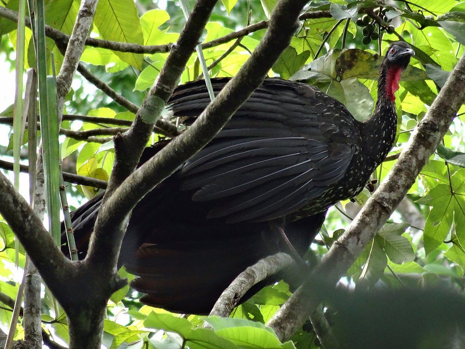 Cockscomb Basin Wildlife Sanctuary and Jaguar Preserve in Belize