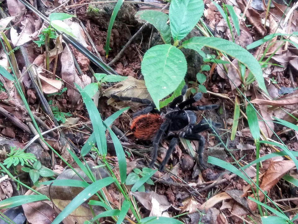 Cockscomb Basin Wildlife Sanctuary and Jaguar Preserve in Belize