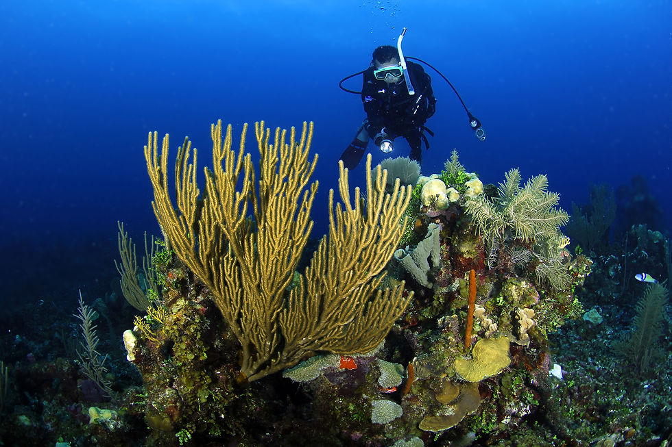 Scuba Diver at the Belize barrier reef