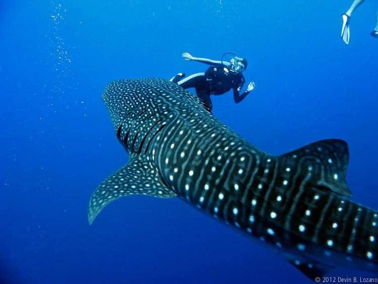 diver swimming in front of whale shark in Belize