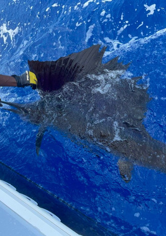 Man Holding Fish in Boat
Placencia