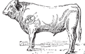 Beef Watermark (5).png
