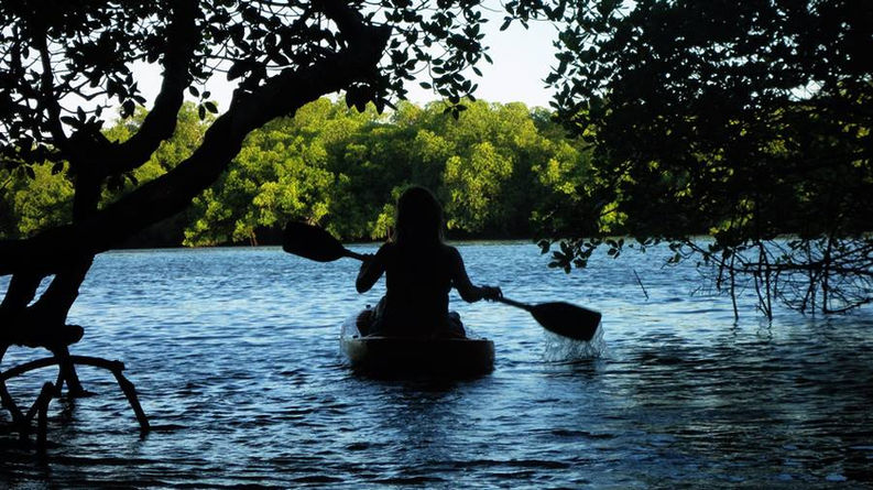 passando por um túnel do manguezal