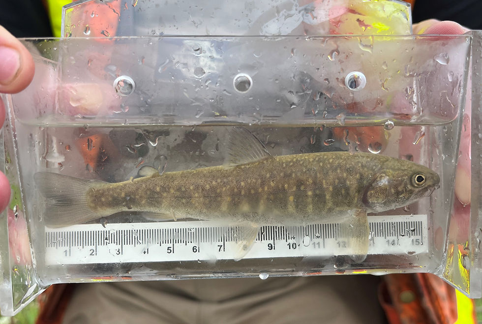 The Bull Trout we caught in the Radiant Creek restoration area