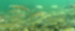 The Mountain Whitefish, Prosopium williamsoni