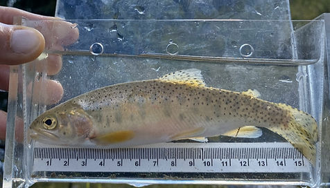 A Westslope Cutthroat Trout in Beaver Creek