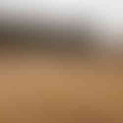 Invasive Phragmities