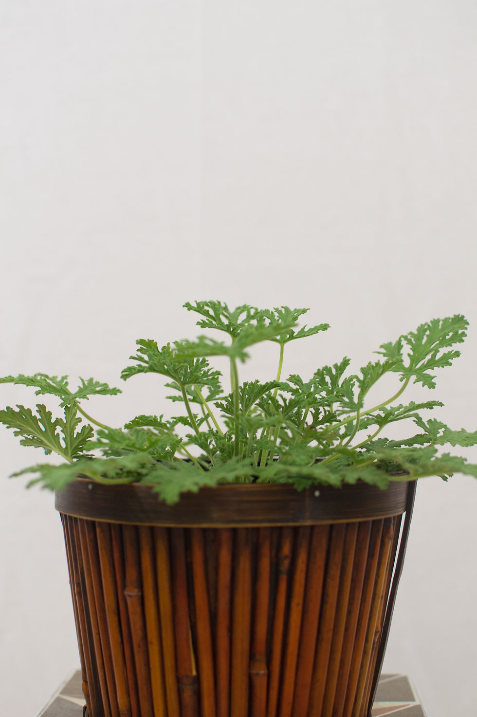 Citronella / Mosquito Plant