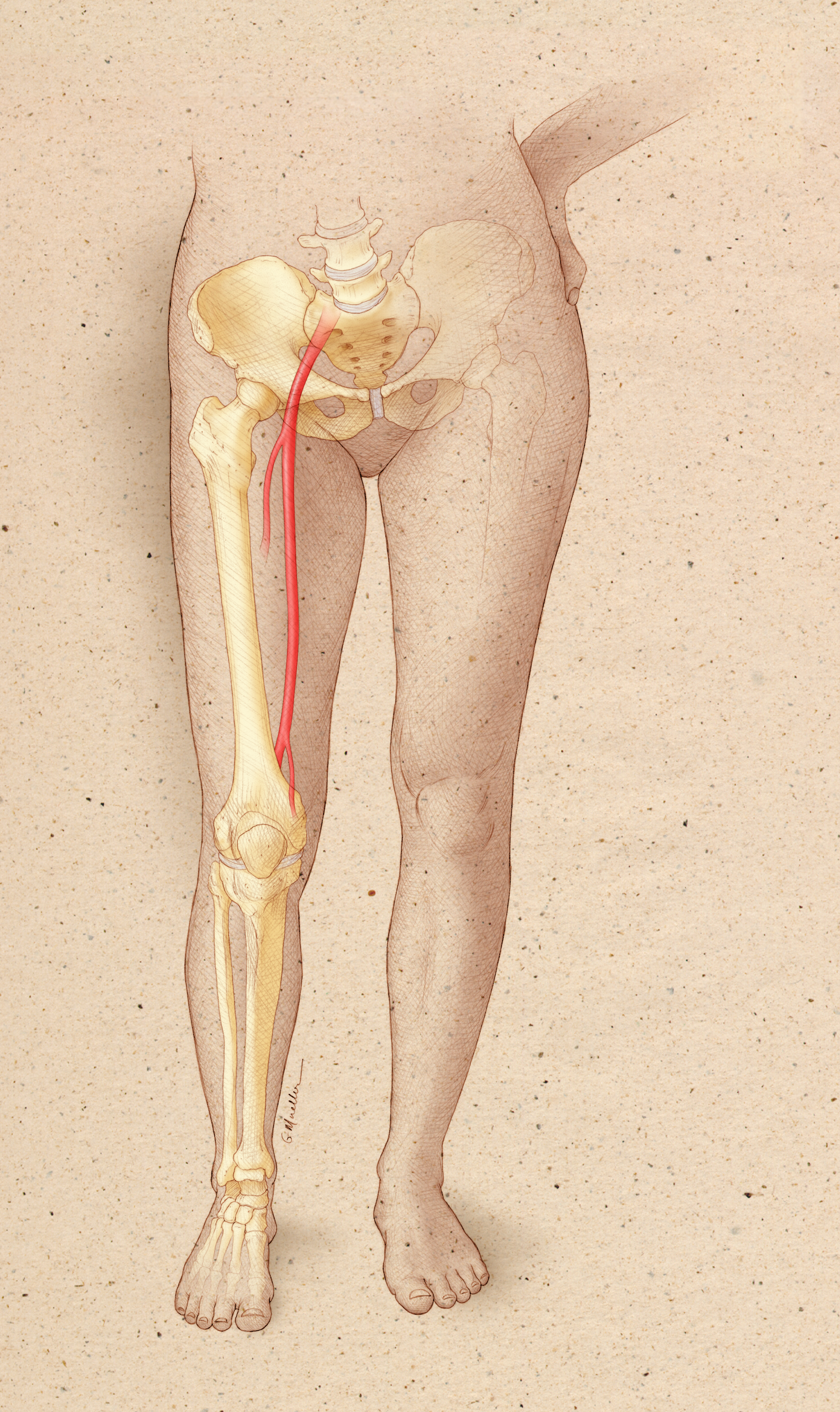 Leg Anatomy