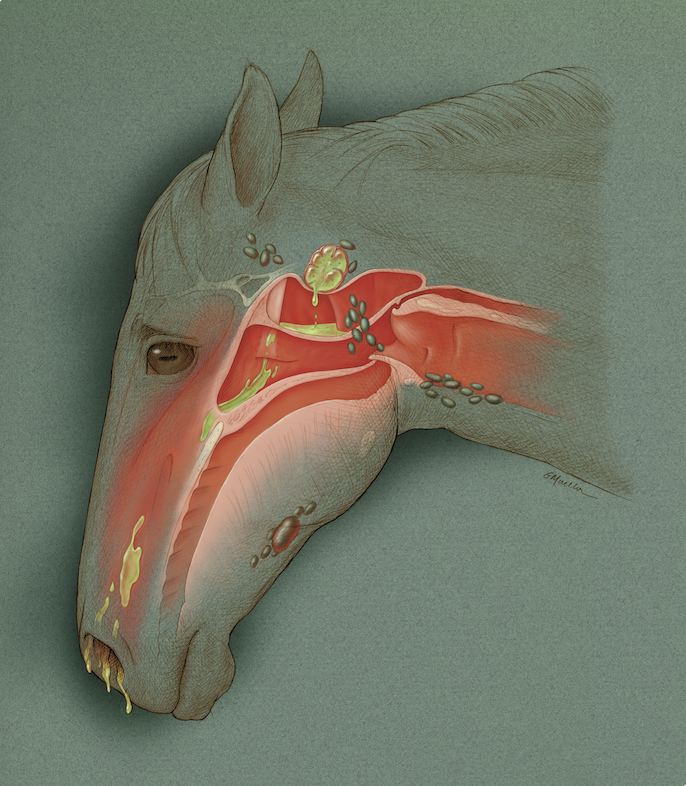 Horse with Strangles