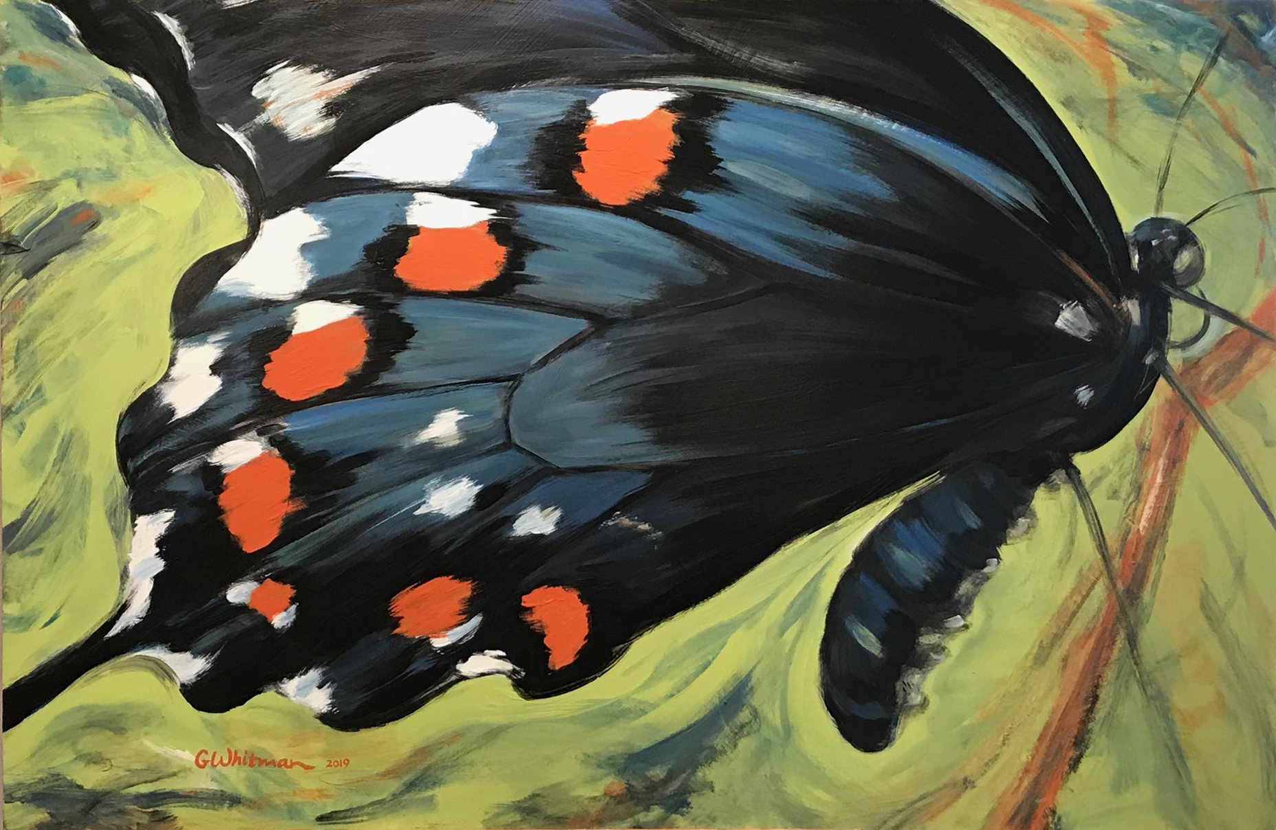 Bold-Beauty-pipevine-swallowtail