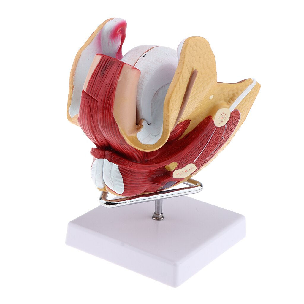 Órgano reproductor femenino