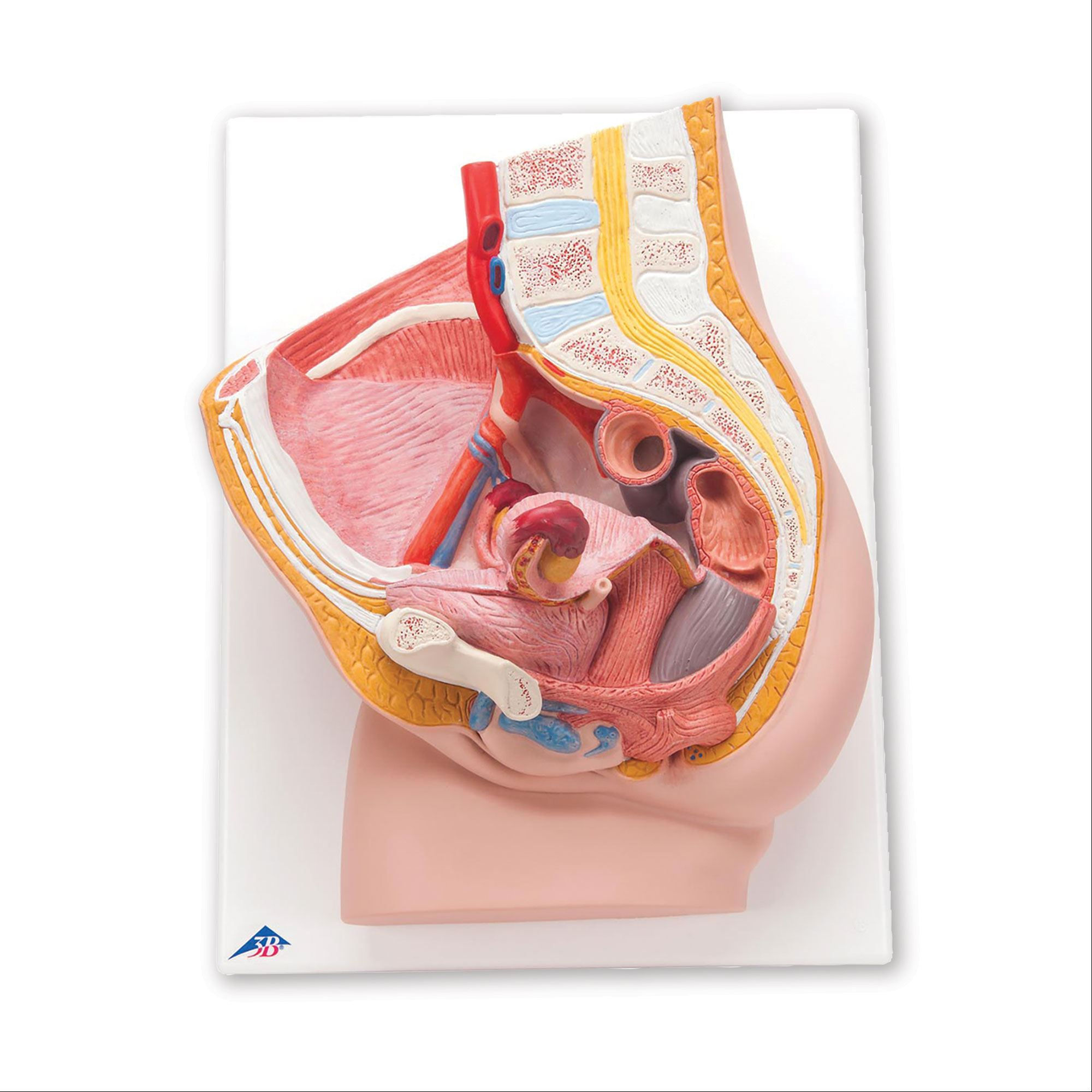 Modelo anatómico glúteo