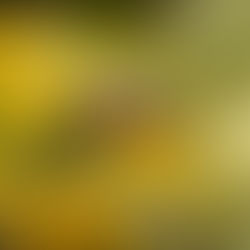 Bee Sting First Aid Tips