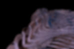 kafkahead 2